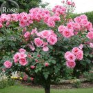 Big Pink Double-petalled Rose Tree, 50 seeds