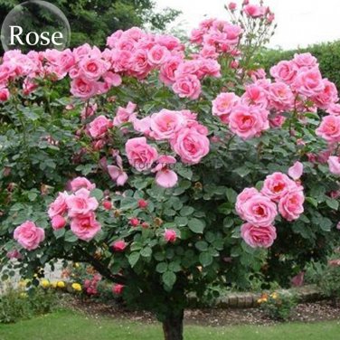 Big Pink Double-petalled Rose Tree, 50 seeds