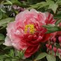Sorbet Robust Colorful Double Blooms Peony Mixed, 5 Seeds, fragrant perennial flowers