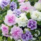 'Xin Hun' Colorful Petunia Seeds, 200 Seeds