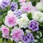 'Xin Hun' Colorful Petunia Seeds, 200 Seeds