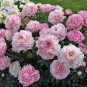 Peony Pink Combos Flower Seeds, 5 seeds