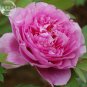 Peony Chinese Rose-typed Rose Pink Flower Seeds, 5 seeds