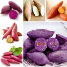 20 Pcs Sweet Potato Seed Delicious Purple Sweet Potato Vegetable Seed Fresh Organic