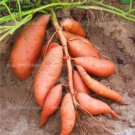 Sweet Potato Seed Plant Vegetable Plant Healthy Delicious 100 Seeds