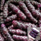 Peruvian Andean Potato Seeds Ayock Potato