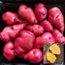 Peruvian Andean Potato Seeds Gunter Red Potato