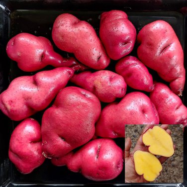Peruvian Andean Potato Seeds Gunter Red Potato