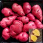 Peruvian Andean Potato Seeds Gunter Red Potato