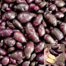 Peruvian Andean Potato Seeds Valparaiso Potato