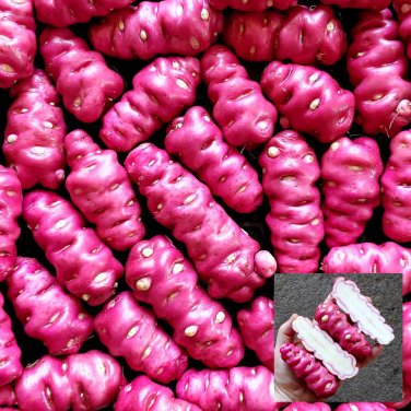 Peruvian Andean Potato Seeds Chiquilla Pitiqui&Atilde;&plusmn;a Potato