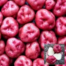 Peruvian Andean Potato Seeds  Kinda Llumpy Potato