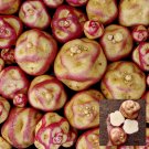 Peruvian Andean Potato Seeds  Maco Reina Potato
