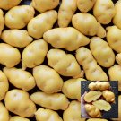 Peruvian Andean Potato Seeds  Melosilla Potato