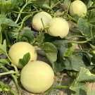 Caidu Jinyu No. 12 Muskmelon Seeds