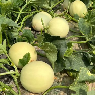 Caidu Jinyu No. 12 Muskmelon Seeds