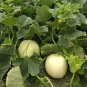 Caidu Jinyu No. 12 Muskmelon Seeds