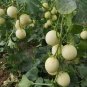Caidu Jinyu No. 12 Muskmelon Seeds