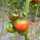 100 Xingchi Big Strawberry Tomato Seeds