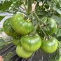 100 Xingchi Big Strawberry Tomato Seeds