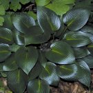 110PCS/Pack Hosta Plants Seeds 21 Colors T4