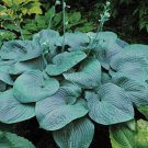 110PCS/Pack Hosta Plants Seeds 21 Colors T6
