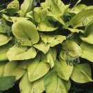 110PCS/Pack Hosta Plants Seeds 21 Colors T8