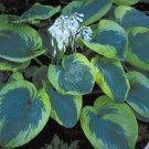 110PCS/Pack Hosta Plants Seeds 21 Colors T9
