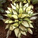 110PCS/Pack Hosta Plants Seeds 21 Colors T8