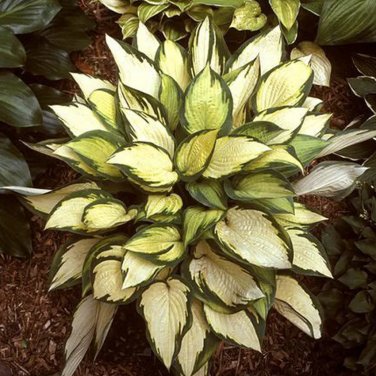 110PCS/Pack Hosta Plants Seeds 21 Colors T8