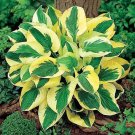 110PCS/Pack Hosta Plants Seeds 21 Colors T14