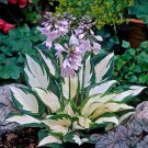 110PCS/Pack Hosta Plants Seeds 21 Colors T15