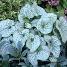 110PCS/Pack Hosta Plants Seeds 21 Colors T16
