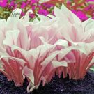 110PCS/Pack Hosta Plants Seeds 21 Colors T20