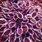 110PCS/Pack Hosta Plants Seeds 21 Colors T21