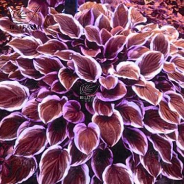 110PCS/Pack Hosta Plants Seeds 21 Colors T21