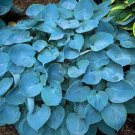 110PCS/Pack Hosta Plants Seeds 21 Colors T22