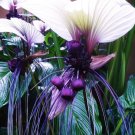 Rare White Bat Flower Seeds 15