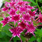 50Pcs/Pack Phlox Flower Seeds
