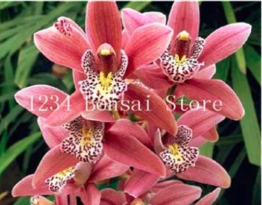 100 pcs Rare Cymbidium Orchid Plant African Cymbidiums Flores