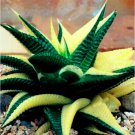 100pcs Succulents Seed Plant,Aloe Vera Seeds T3