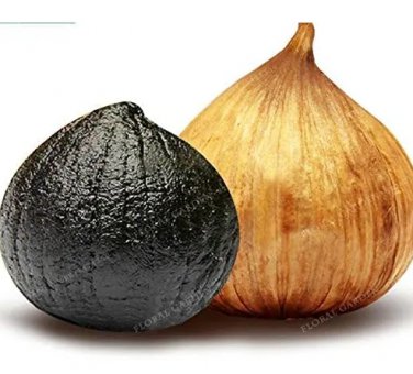 100 Chili Black Garlic Seed Japanese Rare Vegetable