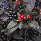 Pepper Organic Black Pearl Chili Seeds, 15 seeds,