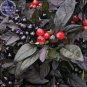 Pepper Organic Black Pearl Chili Seeds, 15 seeds,