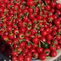 Cherry Bomb Red Hot Chile Pepper Seeds ( Capsicum annuum ) 20pcs