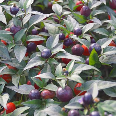 Pearl Multicolor Pepper 100 Seeds