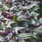Pearl Multicolor Pepper 100 Seeds