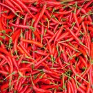 Tasty Upward-Growing Chili Pepper 60 Seeds