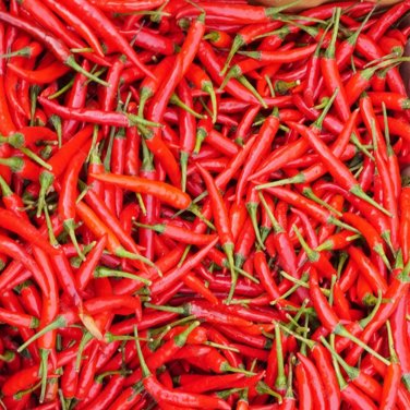 Tasty Upward-Growing Chili Pepper 60 Seeds