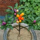 100 Pepper Seeds - Colorful Edible Perennial Plant with Vitamin C,